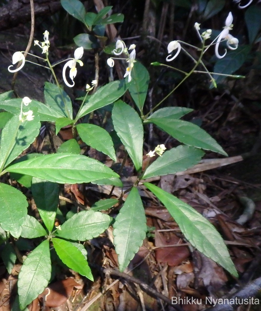 Impatiens cornigera Arn.